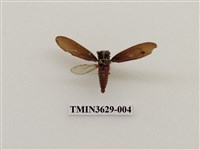 藏品(紅腳黑翅蟬)的圖片